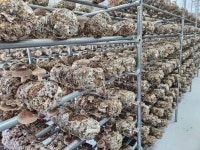 [김포농부] 국내산 생 표고버섯 1kg : 치유농장 김포농부