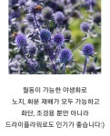 에린지움씨앗 에린 종자 50립 / 희귀 꽃씨 몰 식물 종자 홈가드닝 절화용 꽃씨앗 : 농사의신 씨앗백화점