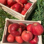 사과 부사사과 문경 선물용 못난이 경북 부사 2kg 5kg : 외가네 사과 농장