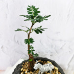 와이키키농장 세나 메리디오날리스 희귀 괴근  아프리카 미니 식물 수제 돌화분 완성품 : 와이키키 농장