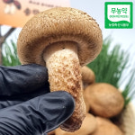 송고 송화고 고송 송향 송향가버섯 상품 가정용 일반용 500g 1kg 무농약 산지직송 : 셀로마켓