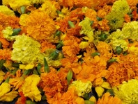 유기농메리골드꽃차 : 아르아르농장