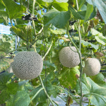 고당도 머스크멜론 8kg 3수 4수 : 춘자농장