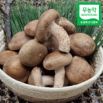 맛있는 송고 송화고 고송 송향 송향가버섯 명절 설 선물용 500g 1kg 무농약 산지직송 : 셀로마켓