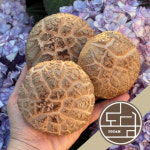 생표고버섯 300g, 500g, 실속형 1kg, 2kg 건표고 : 농업회사법인 도담