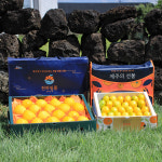 제주 제철 하우스 황금향 선물세트 중소과 2kg+2kg : 천하일품감귤농장