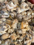 [대진수산] 국산 자숙 골뱅이 500g - 울진 후포리 대진수산 산지직송  순살골뱅이 자숙골뱅이 : 대진수산