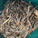 국산 제철 활새우 왕새우 회 흰다리새우 1kg 대하 : 목포씨