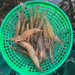 국산 제철 활새우 왕새우 회 흰다리새우 1kg 대하 : 목포씨