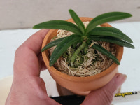 페트로세라스 세미터레.아주좋은향.착생란.고급스런품종.(흰색에핑크색립프).잎이 딱딱함.향기끝나줍니다.고급종.인기상품. : 꽃천지