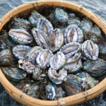 완도 활전복 선물세트 1kg 특대(10미 내외) 전복 요리 추석 설 집들이 수산시장 : Endymion