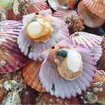 통영 제철 세척 활 홍가리비 1kg 조개구이 캠핑 : 씰룩농수산