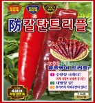 방칼탄트리플 고추 30000립 KS종묘 2만원이상 구매시  무료배송 : 씨 뿌리는 농부들