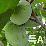 포포열매 2kg 특A급/약이 되는 과일/자모산 프리미엄 포포/산지직송 : 당진 자모산포포 농원