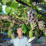 [추석 명절 선물 Set] 율현농장 포도(샤인머스켓+거봉+자옥) 2Kg 세트 : 율현농장