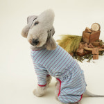 퍼피갤러리 베이비파우더 강아지 대형견 올인원 스카이블루 : PIGDOG