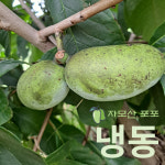 포포열매 2kg 냉동/약이 되는 과일/자모산 프리미엄 포포/산지직송/아이간식/스무디 : 당진 자모산포포 농원