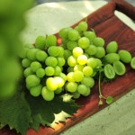 김천숲채원힐링농장 샤인머스켓 수확 : 김천숲채원힐링농원