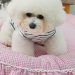 개과천선 프린 강아지 방석 애견 사계절 레이스 꿀잠 원형 침대 쿠션 공주 방석 고양이 : 개과천선스토어