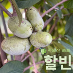 포포열매 2kg 할빈 특이종/약이 되는 과일/자모산 프리미엄 포포/산지직송 : 당진 자모산포포 농원