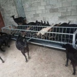 염소먹이통 염소 송아지 먹이 사료 여물 농장 목장 축사 통 농업용 양 돼지 우스어스 : 우쯔몰