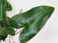하트펀 고사리 1번 (동일식물배송) 수경식물, 수경재배 안착 : 소원마당