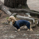 2023 알파아이콘 ALPHAICON 핫독가득 Hot Dog Guard Coyote X Blueberry 1XL : 갱스터도그샵