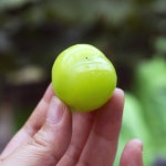 김천 고당도 샤인머스켓 프리미엄 선물세트 2kg 4kg : 윤채 농장