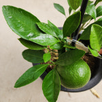 귤나무 (H30) 귤나무키우기 묘목 유실수 과실수 대성식물 : 대성식물