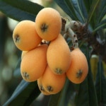 나무생각 / 비파나무 / 4치 포트 : 착한가격 나무생각