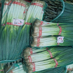 국내산 전남 흙대파 산지직송 1단(2kg) 2단(4kg) 알뜰농장 : 대기상회