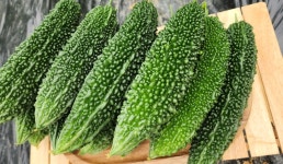 당일수확 산지직송 생여주 3kg : 아리농장