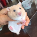 햄스터 리빙 박스 케이지 사육장 용품 아크릴 패키지 골든햄스터 집 : N2 딸기글로벌