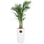 아레카야자(대) 개업화분 축하 승진 공기정화화분 농장직송 : flodia