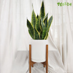산세베리아 반려식물 플랜테리어 다육 실내 키우기 쉬운 식물 키우기 별빛묘목농원 : 별빛묘목농원