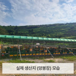 큰 곰돌이  국산 천연 벌꿀 500g 택1 아카시아/옻/야생화 : 미니비허니팜