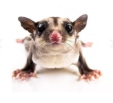 마쥬리 슈가글라이더 사료 : 와우펫앤쥬