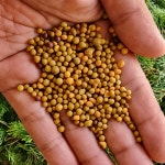 수입 코팅비료 오스모코트 친환경 안전한 식물영양제 500그램 (6개월 지속) : 청양 삼인농장