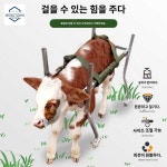 새끼 소 축산 용품 보조기 걷기 가축 송아지 보행기 : 서라벌보부상