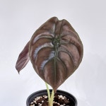 알로카시아 쿠프레아 레드시크릿 : 소에르