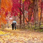 [천안아산-기차] 11/1 2확정 가을여행 단풍나무숲길 은행나무길 호두과자 국내당일여행 : 착한여행6952