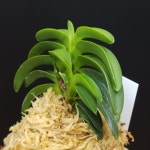 풍란 부귀란 신세계난농원/ 100 취화모단 翠華牡丹 Suikabotan : 신세계난농원