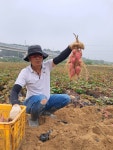 경기 여주 햇 밤고구마 (중,하사이즈) 5kg : 단밤농원
