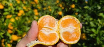 제주감귤 : 제주댁 귤