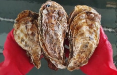 통영 굴 석화 각굴 하프셀 삼배체굴 손질 바위굴 벚굴 산지직송 : 통영금빛바다