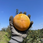 [한정수량] 단감 4kg / 상서.송본단감 / 일반단감 : 송림감농장