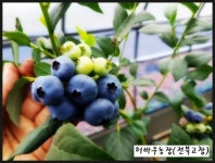 블루베리묘목 2년생 인디고크리스프 : 허바우팜마트