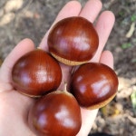 23년 햇밤 충주 이평밤 알밤 생밤 옥광밤 2kg,4kg : 농부의보물상자