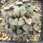 [수암다육] 하월시아 안나 단품 Haworthia Anna Cocozza 다육 아프리카식물 다육식물 수입다육 플랜테리어 315 : 수암다육농장