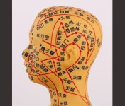 한의원 진료실 침술사 한약방 해부학 실습실 마네킹 인간 모델 침술 경혈 : 라이언마켓a